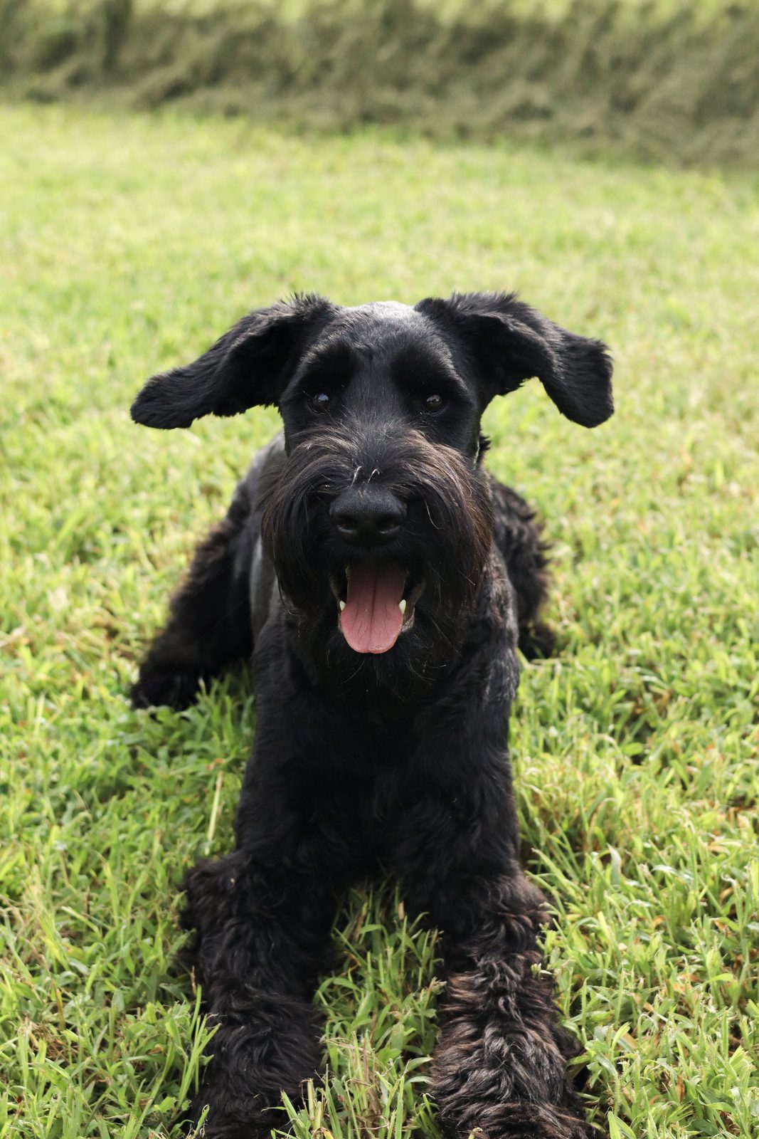 A shaggy black puppy lying on green grass