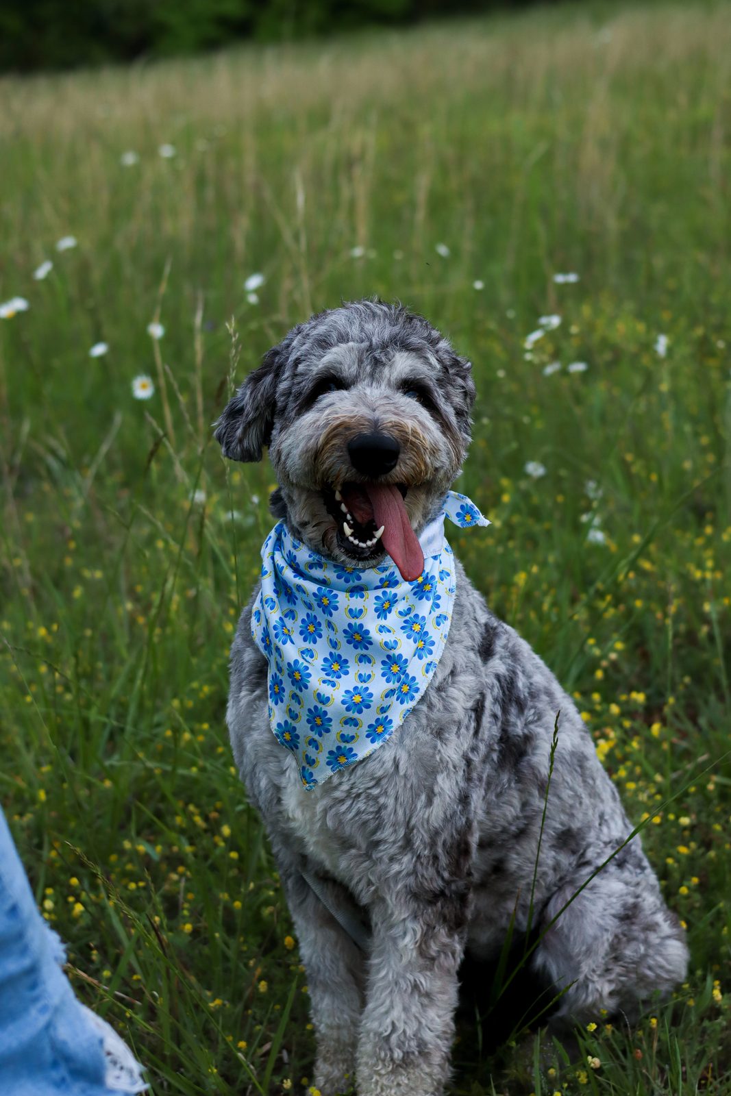 Grey doodle in a blue bandana sits smiling in a wildflower meadow