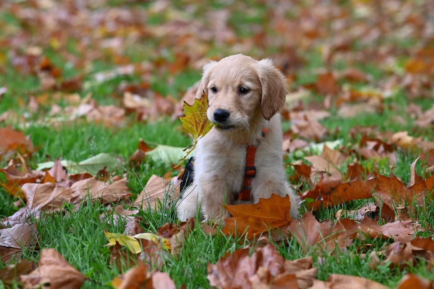 A golden retriever puppy sitting in fallen leaves on grass