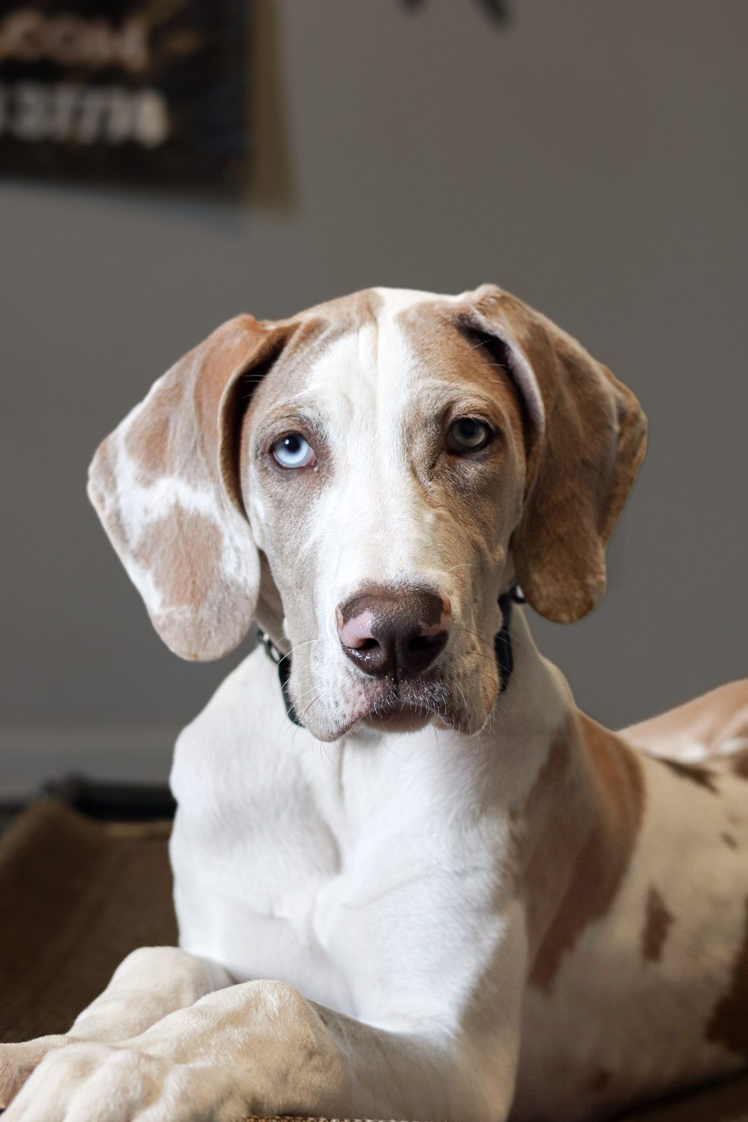 Close portrait of a young pointer puppy with pale eyes